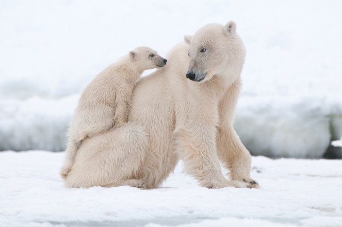 polar bear