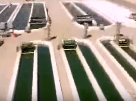 algae tanks