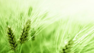 barley