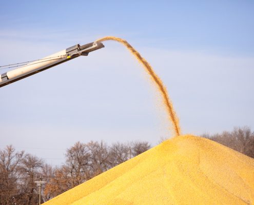 corn-pile2